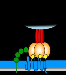 Virus-Cell Fusion Enfuvirtide