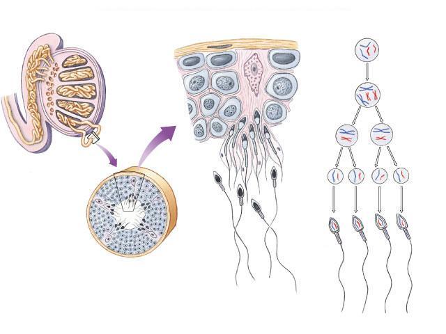 Sperm production Epididymis Testis Coiled seminiferou s tubules germ cell (diploid) primary spermatocyt e (diploid) secondary spermatocytes (haploid) Vas deferens