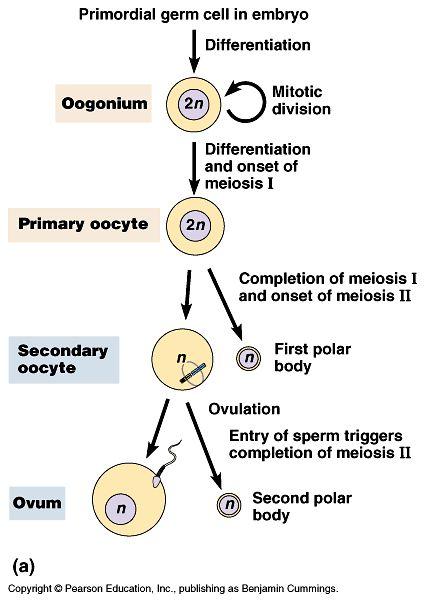 Egg production: Oogenesis Begins in the ovaries of the female fetus before birth Pauses during first meiotic division Final development occurs in the ovaries of the adult female