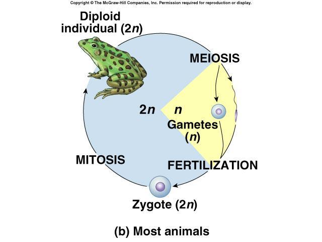 diploid stages in same way which