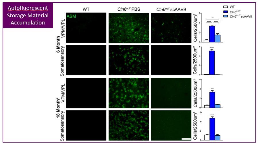 AAV9-CLN6 Gene Therapy for CLN6-Batten Disease 10 CLN6: Preclinical Mouse Data Autoflourescent Storage Material Single AAV9-CLN6 Administration Results in Reduction of Autoflourescent Substrate