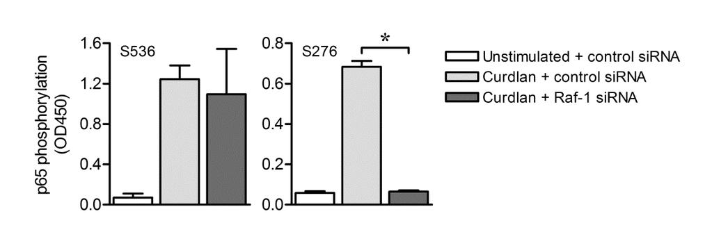 Supplementary Figure 4 Supplementary Figure 4 Dectin-1-induced Raf-1 signaling leads to phosphorylation of NF-κB subunit p65.
