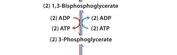 2. Fructose-1,6-bisphosphate to Fructose-6- phosphate (Dephosphorylation of F1,6bisP) The reaction is catalyzed