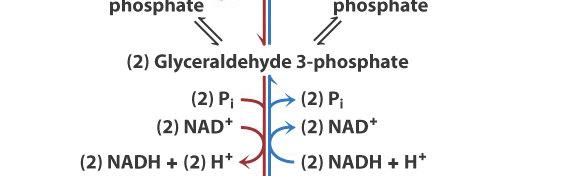 3. Dephosphorylation of