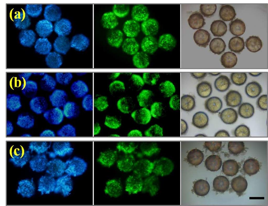 Figure S5. Images of different cells cultured on core-shell PhC particles.