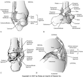 Disclosures Syndesmosis Injury No relevant disclosures Mark M. Casillas, M.D. 1 Objectives Syndesmosis Ligaments