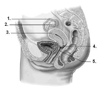 Use the following diagram to answer the next two questions. 15. The corpus luteum forms in the structure numbered and known as the. a. 1, oviduct b. 2, ovary c. 3, uterus d. 5, vagina 16.