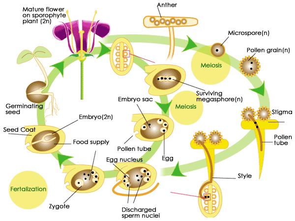 As illustrated in Figure 3, the development of a fruit in an Angiosperm begins with the release of pollen, the male gametophyte.