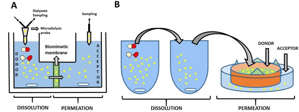 A Figure 7: Schematic illustration of (A) a microdialysis-dissolution-permeation system and (B) a two-stage dissolution test combined with a permeation compartment to evaluate dissolution and