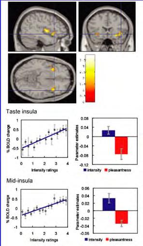 Anterior and mid insular cortex Paying attention to intensity vs pleasantness produced larger activations in the anterior and mid insula. Activations were correlated with subjective intensity ratings.