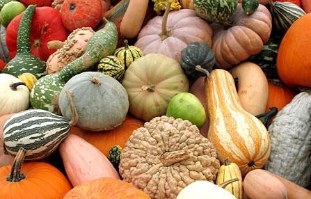 Best Vegetables 15. Squash Squash comes in all sorts of shapes, sizes, colors and tastes. There are so many different types of squash, some mildly flavored and some with a stronger flavor.