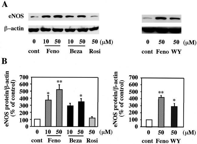 Femofibrate increases NO Synthase Expression in