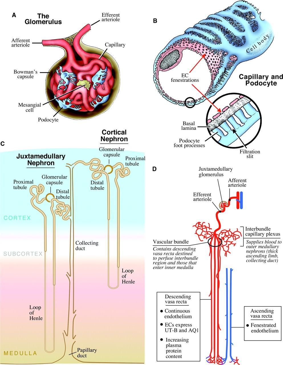 Endothelial Diversity in the Human Body The endothelium should be viewed for what it is: an organ