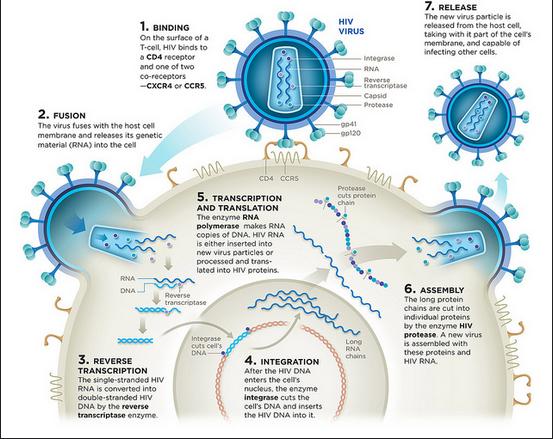 HIV Life Cycle https://www.flickr.