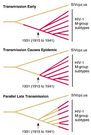 SIV->HIV Transmission Event Probably circa 1931 Monkey poaching industry Kinshasa, Congo 1959 HIV+ plasma Further