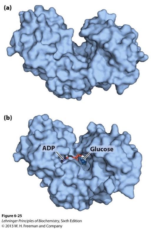 Binding Induces Conformational Change From Chapter 6 Enzymes When glucose is NOT present: - Active site residues NOT in position for catalysis.
