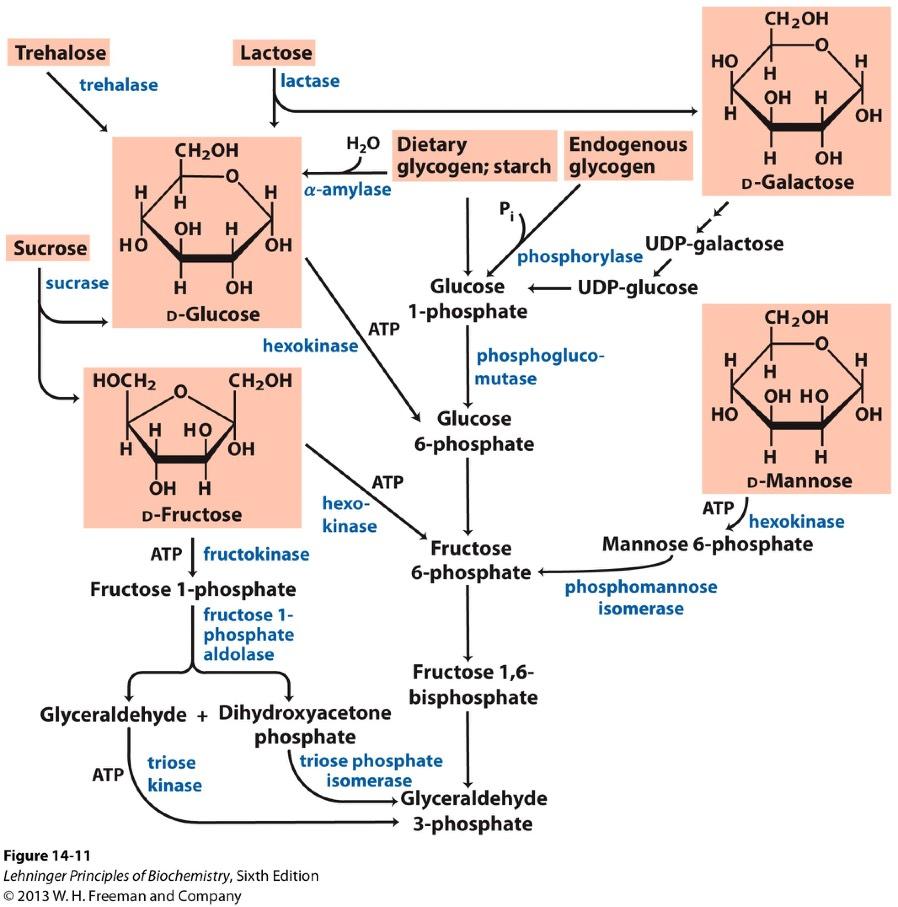 Feeder Pathways for Glycolysis polysaccharides