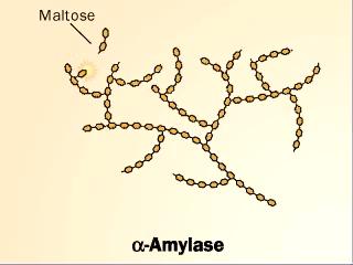 Hydrolysis of Polysaccharides Dietary polysaccharides glycogen and starch. - Hydrolysis reaction: attack by water molecule. - Salivary α-amylase and pancreatic α-amylase.
