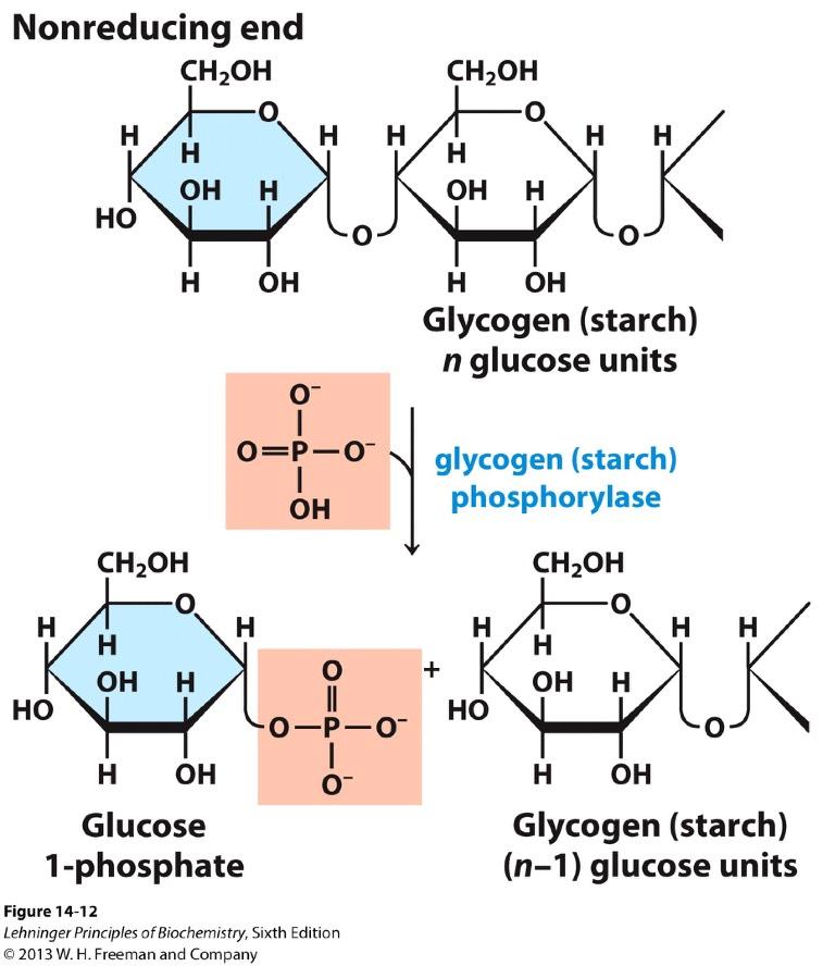 Phosphorolysis of Polysaccharides Endogenous polysaccharides glycogen and starch. - Phosphorolysis reaction: attack by inorganic phosphate.
