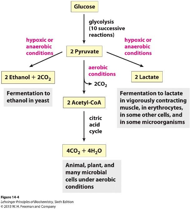 Fates of Pyruvate Glycolysis is only the first stage of glucose degradation. Pyruvate is further metabolized via one of three routes. - Citric acid cycle. Aerobic condition.