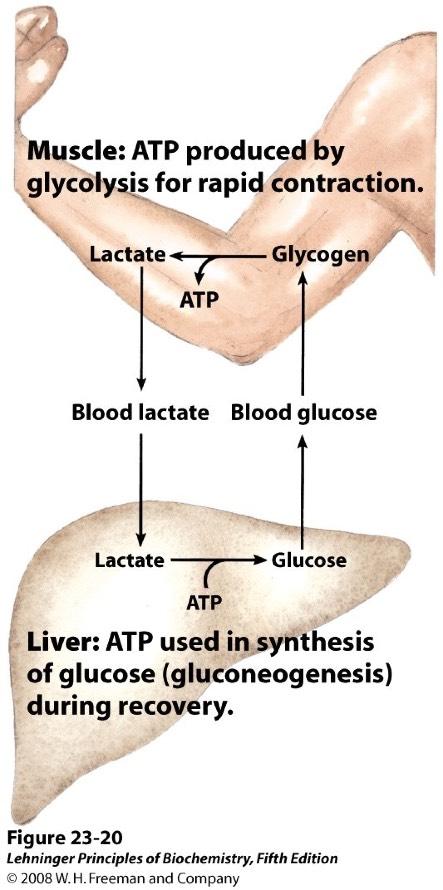 Lactic Acid Fermentation Product lactate can be recycled. - Carried in blood to liver. - Converted to glucose slowly in liver. Product accumulation prevents continuous strenuous exercise.