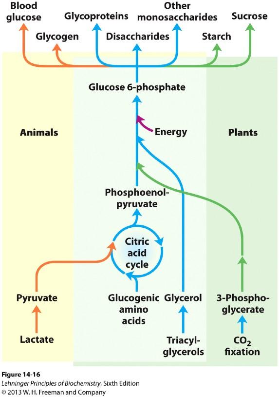 Gluconeogenesis means new formation of sugar. - Gluco- means glucose. - Neo- means new.