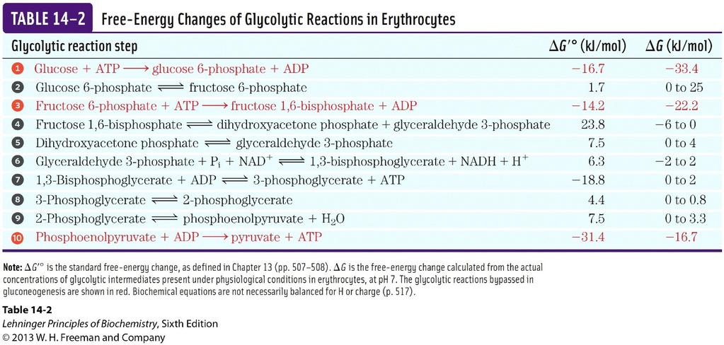 Irreversible Reactions in Cells 3 reactions in glycolysis are essentially irreversible in vivo. - A large negative free energy change. - Cannot be used in gluconeogenesis.