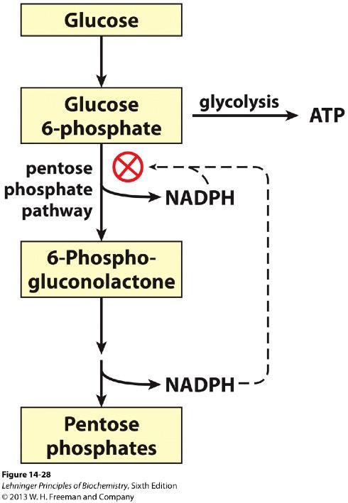 NADPH Regulates PPP Glucose 6-phosphate has two routes. - Glycolysis for ATP. - Pentose phosphate pathway for NADPH + pentose.