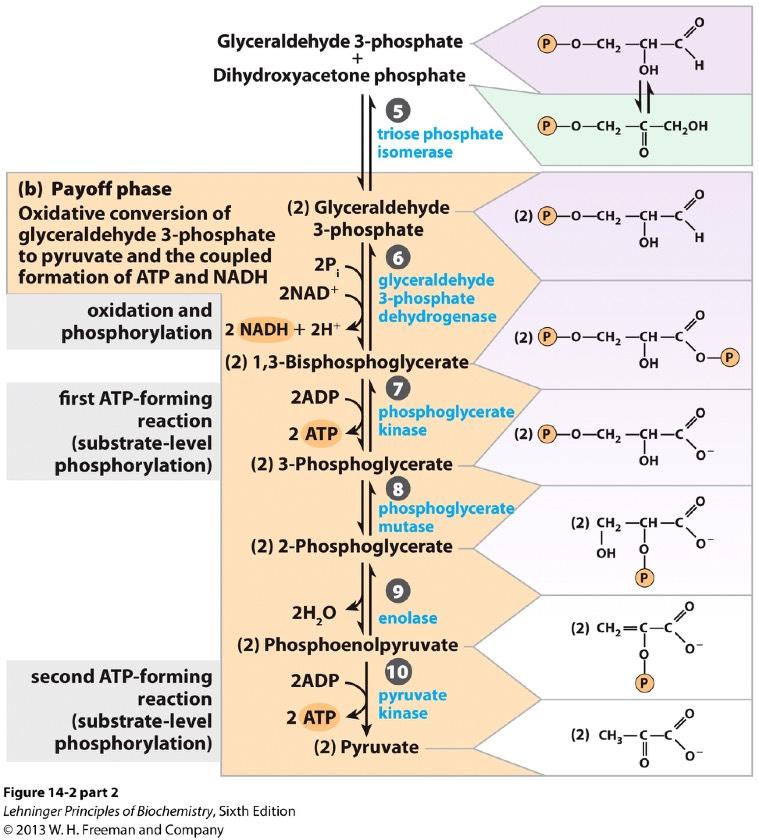 Glycolysis: Payoff Phase 6) Oxidation and phosphorylation. Catalyzed by dehydrogenase. Inorganic phosphate as phosphoryl donor. 7) Phosphorylation of ADP.