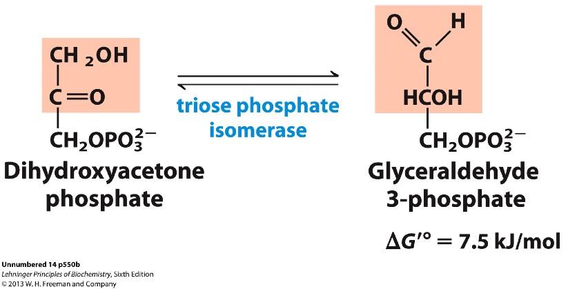 Example Question Which of the following reactions in glycolysis is a ketose to aldose conversion? A) Step 1: phosphorylation of glucose by hexokinase.