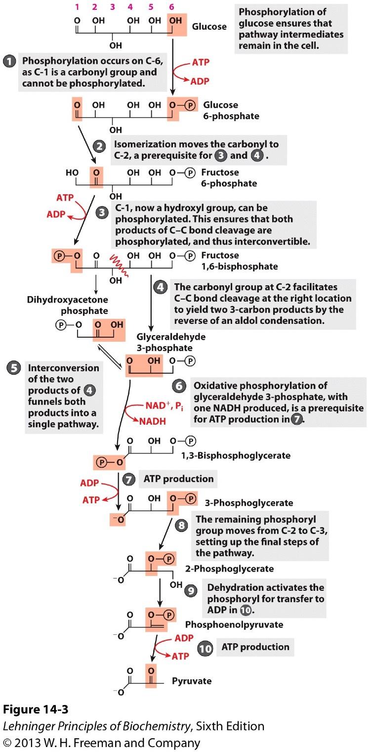 Preparatory Phase Requires ATP 1) Phosphorylation at C-6 OH. ATP -> ADP. 2) Isomerization. Carbonyl from C-1 to C-2. 3) Phosphorylation at C-1 OH.