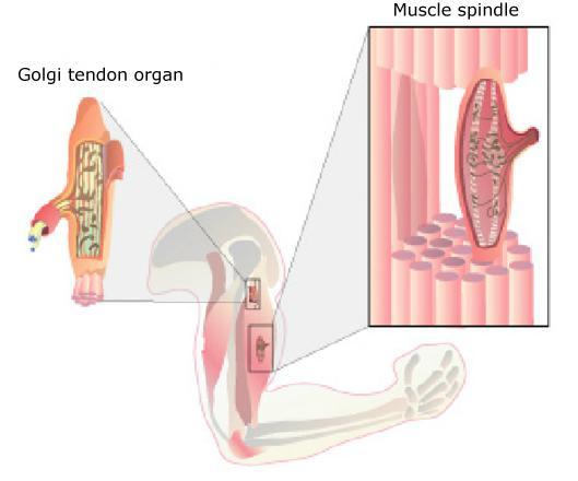 12 Chapter 2. Phisiology hand, the muscle spindle is located in the muscle and monitors and signals muscle stretch (muscle length) [2]. Figure 2.4: Proprioceptive receptors [2]. 2.1.3 Motor system Finally, the nervous system also enables us to act upon our environment by generating movements.