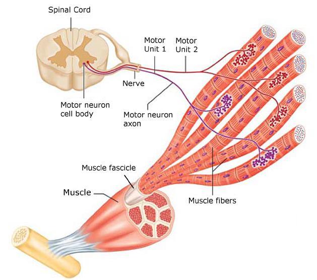 2.1 Nervous System 13 Figure 2.5: Motor Unit [4]. There are three types of muscle fibers, classified upon the speed of response and their resistance to fatigue.