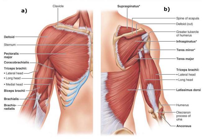 2.2 Anatomy 17 The upper limb includes the brachium (arm), antebrachium (forearm), carpus (wrist), manus (hand), and digits (fingers) and it is composed by around 50 muscles innervated by different