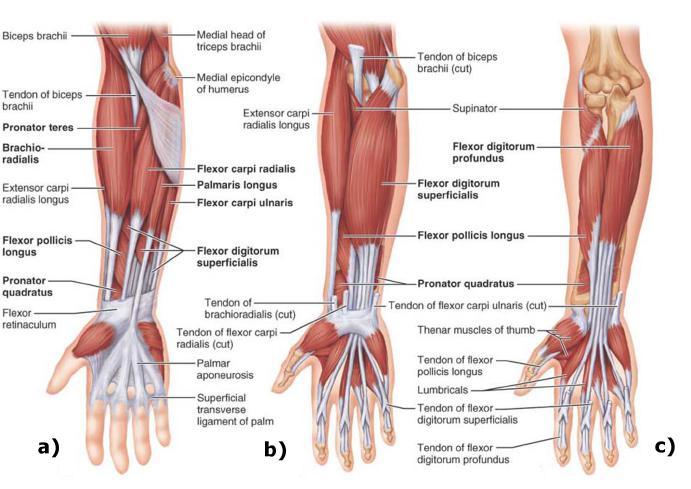 18 Chapter 2. Phisiology the present work is not applied on them. The anterior and posterior views of different layers of forearm muscles are shown in Figures 2.9 and 2.10 [4]. Figure 2.