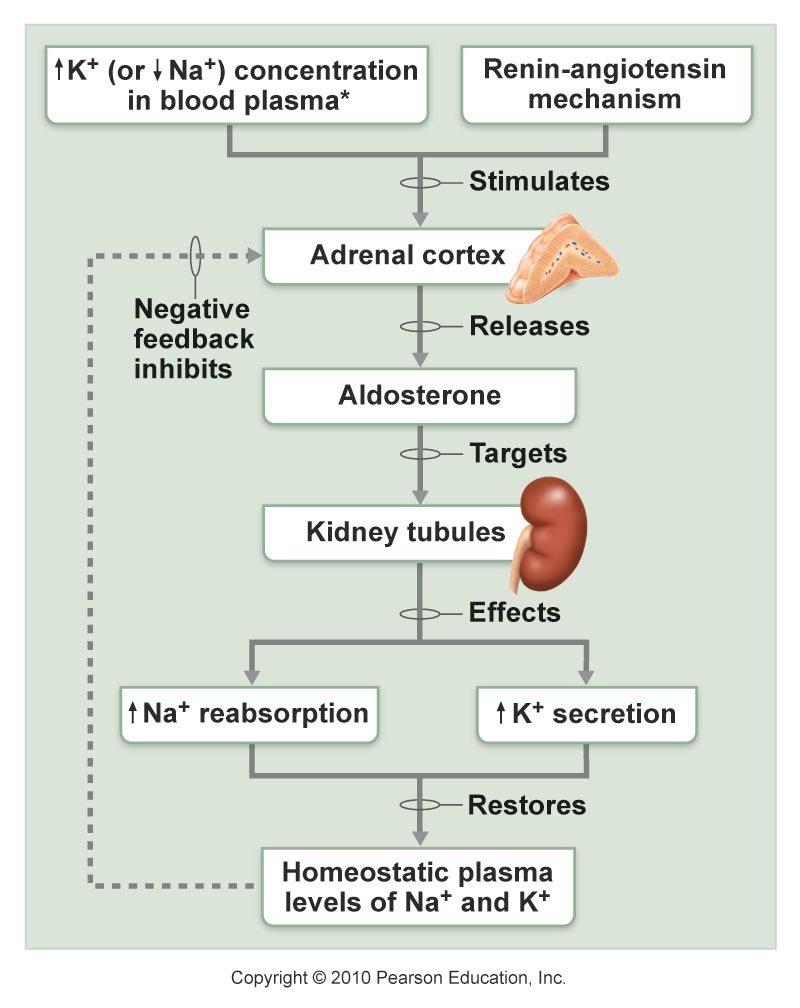 Mechanisms & Consequences of Aldosterone Release!