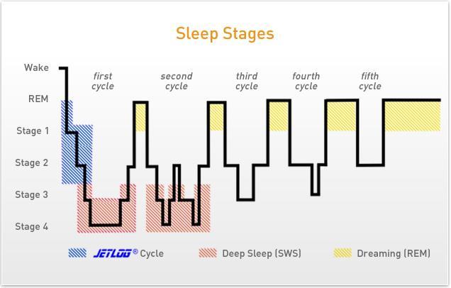 Sleep cycles Light Sleep (NREM) Deep Sleep