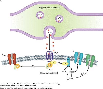 Mechanism of Action Muscarinic transmission in the heart Ach interacts with a muscarinic receptor (M2R) linked via Gi/o to a K+ channel which causes hyperpolarization.