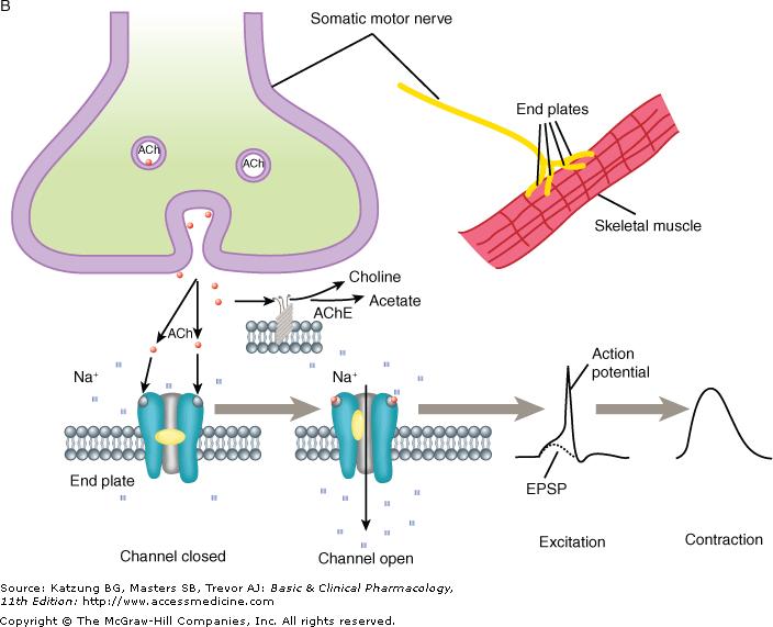 Nicotinic transmission at the skeletal neuromuscular junction.