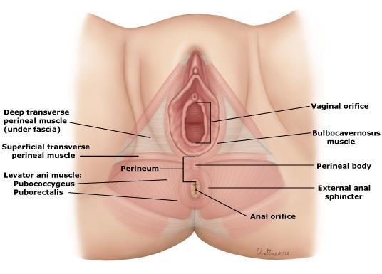 Other causes of urinary incontinence Gynecologic Exam: