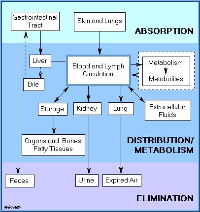 Kinetics of the toxic matters Absorption, distribution, biotransformation, and elimination are interrelated processes as illustrated in the following figure.