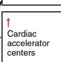 cardiovascular system,