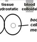 Tissue (interstitial) osmotic ( colloidal ) pressure. An outward pressure.