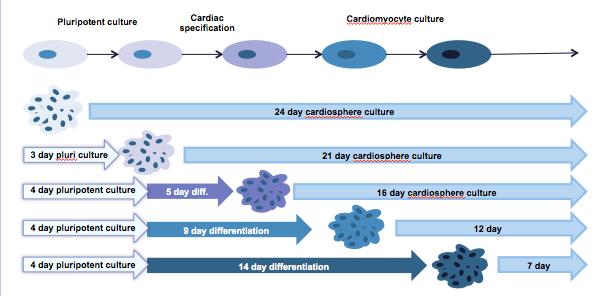 CHAPTER 3 MATERIALS AND METHODS The overall objective of these studies is to evaluate the cardiac differentiation process by forming aggregates at four different time points during the