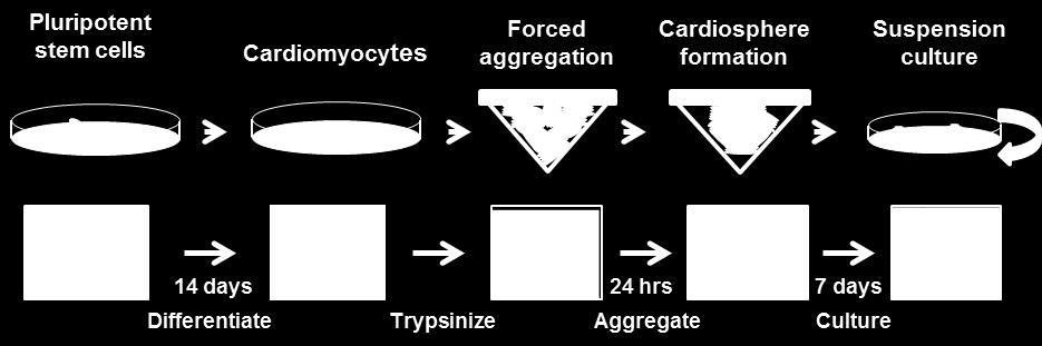 By day 14 of differentiation, Figure 2- Process of Cardiosphere Generation robustly beating cells were observed across all culture wells.