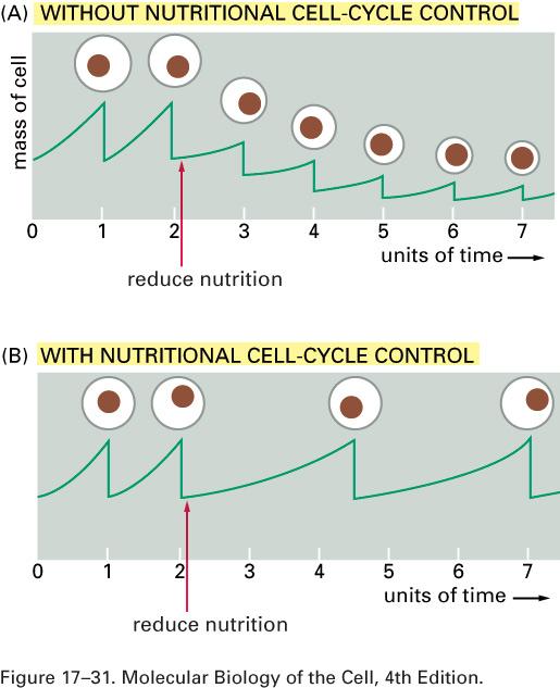 Responding to cues Cell divisions in good times Cells delay cell
