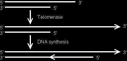 + Telomerase