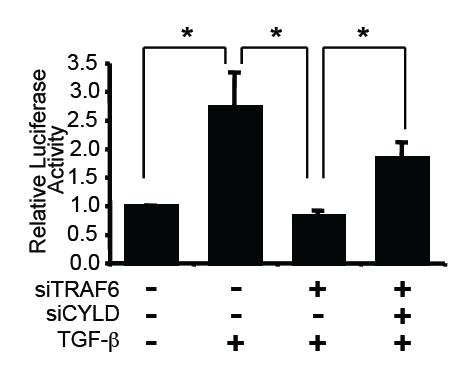 Supplementary Figure S9. CYLD inhibits TGF-β signaling independent of TRAF6. TGF-β-induced SBE-Luc activity was measured in TRAF6-depleted using sitraf6 with or without sicyld.