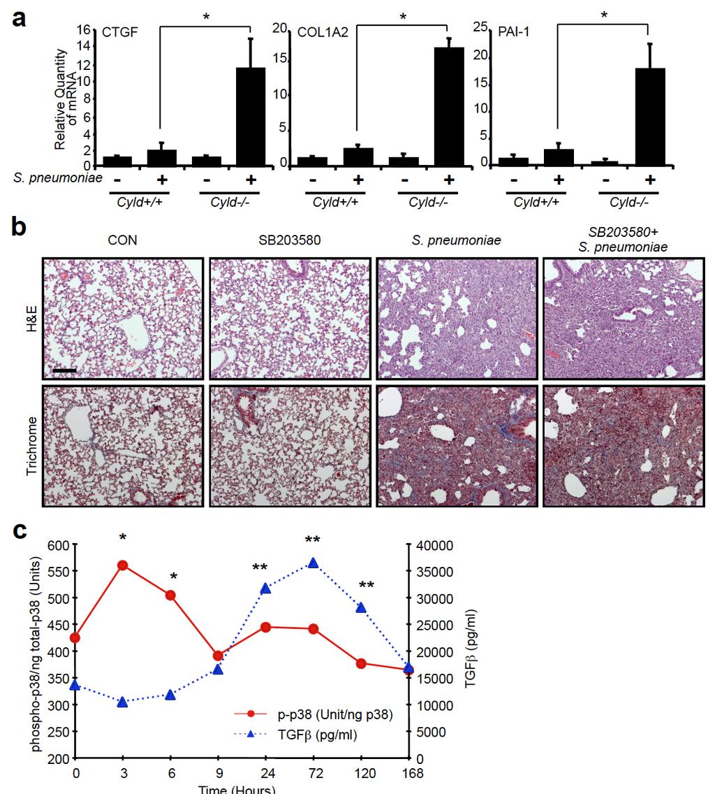 Supplementary Figure S1. CYLD prevents development of lung fibrosis independent of p38 MAPK following S. pneumoniae infection.