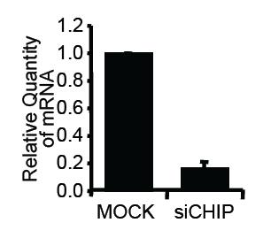 Supplementary Figure S4. sichip reduces CHIP mrna expression.